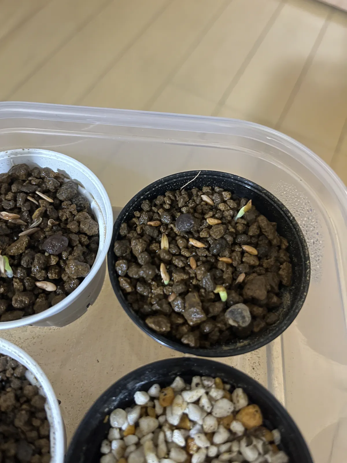 Pachypodium brevicaule subsp. leucoxanthum (パキポディウム レウコキサンツム)