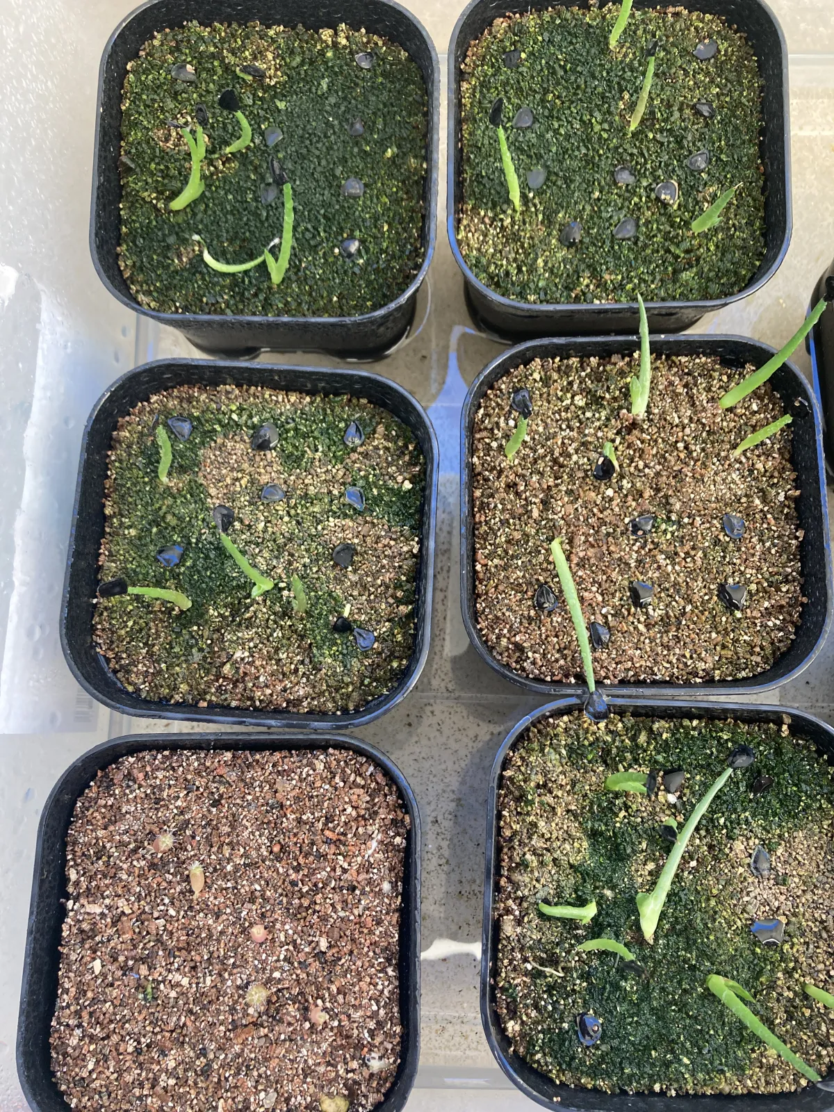 Agave parryi var. truncata (アガベ パリー トランカータ)