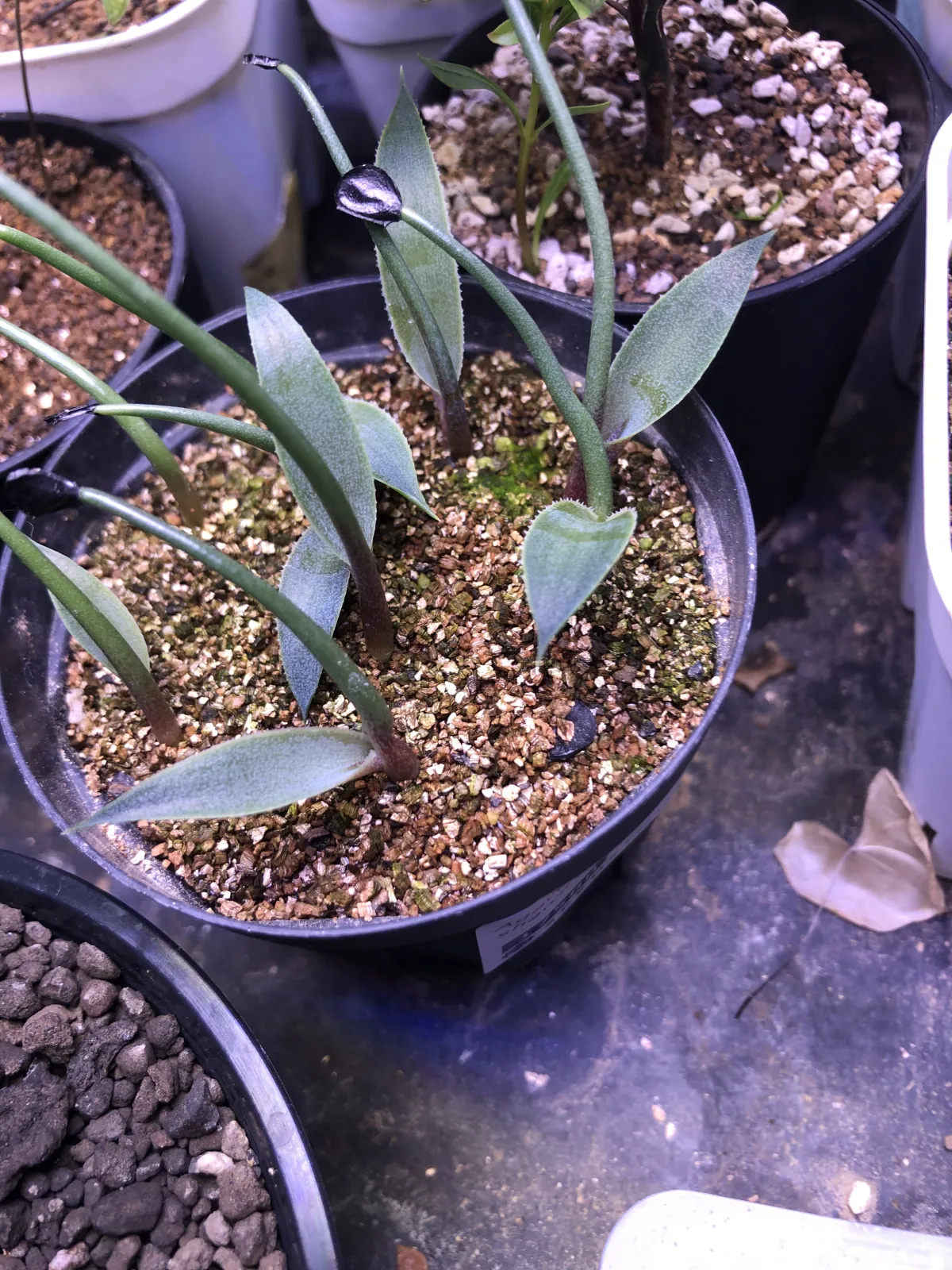 Agave shawii subsp. goldmaniana (アガベ ゴールドマニアナ)