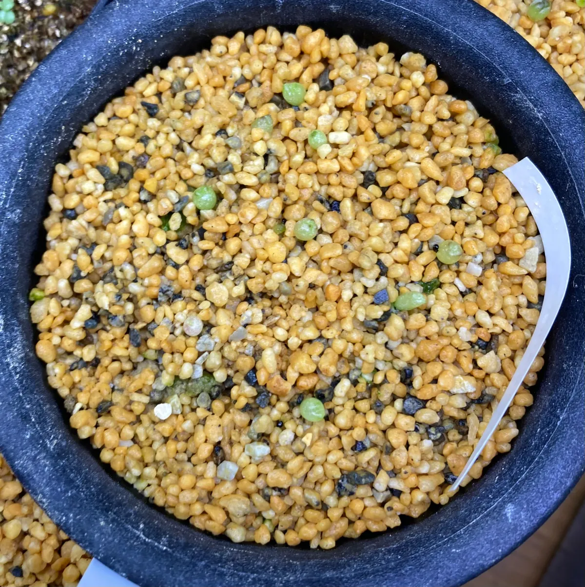 Copiapoa hypogaea Lizard Skin (コピアポア リザードスキン)