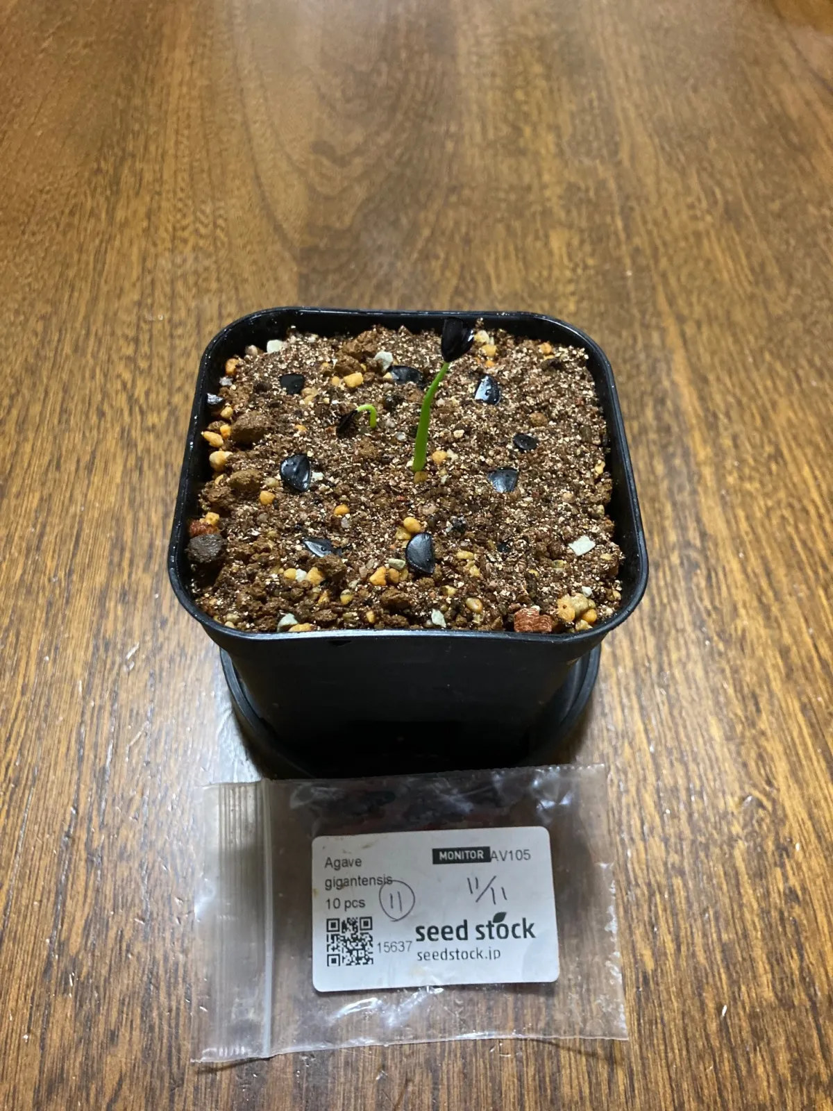 Agave gigantensis (アガベ ギガンテンシス)