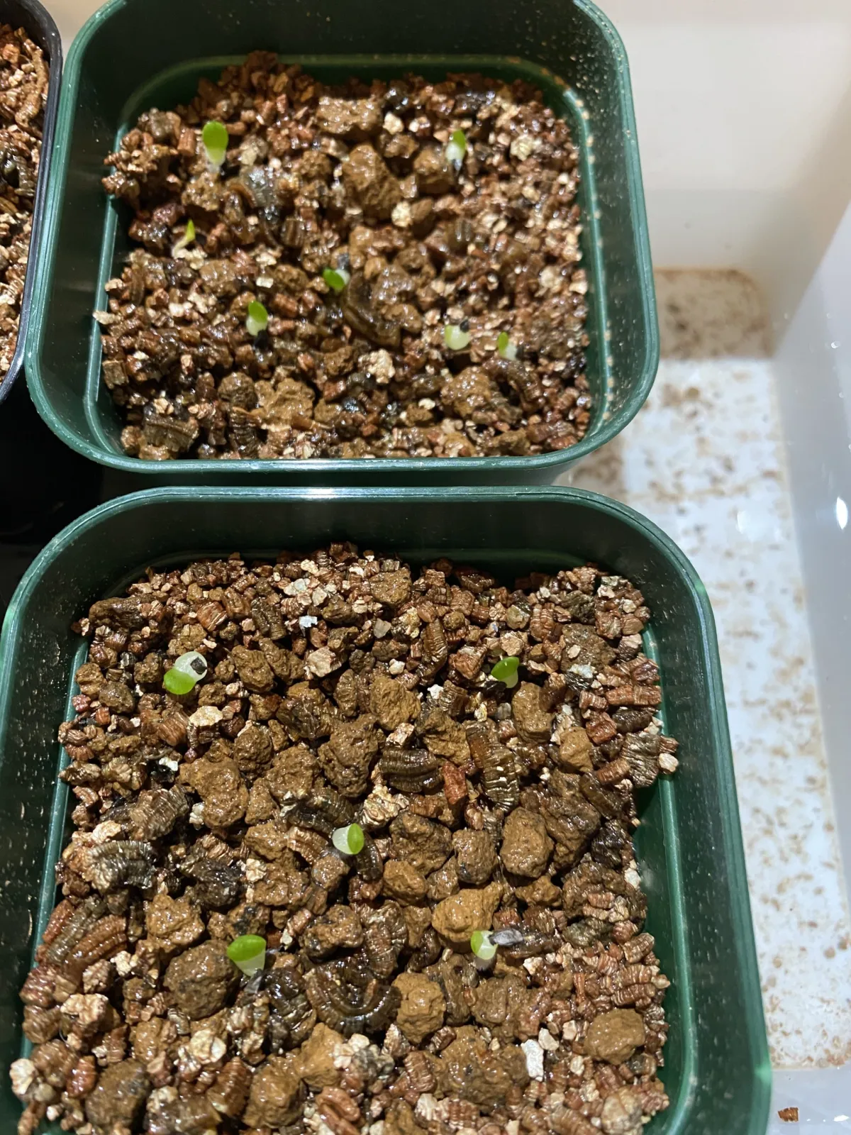 Aloe microstigma (アロエ ミクロスティグマ)