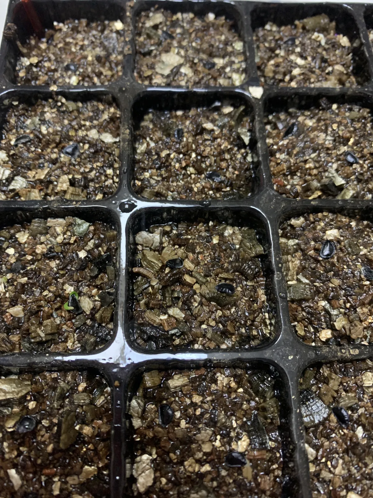 Agave nayaritensis (アガベ ナヤリテンシス)