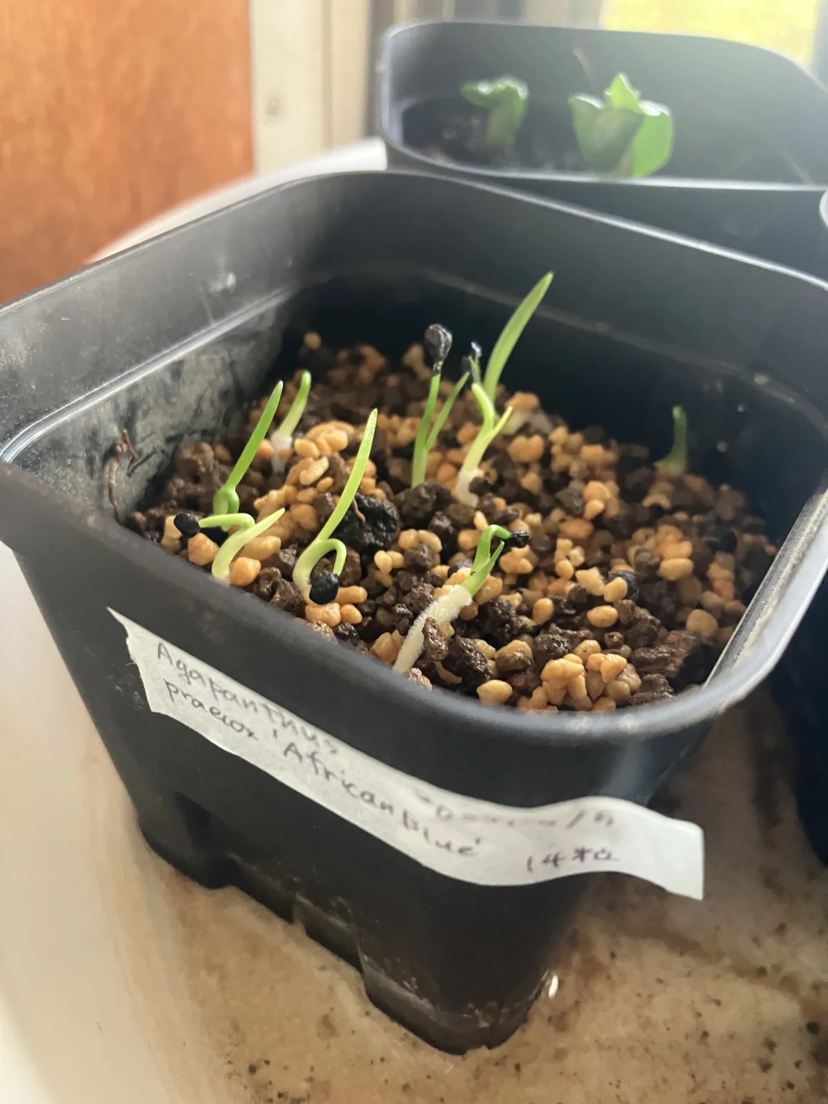 Agapanthus praecox 'African Blue' (アガパンサス プラエコクス アフリカンブルー)