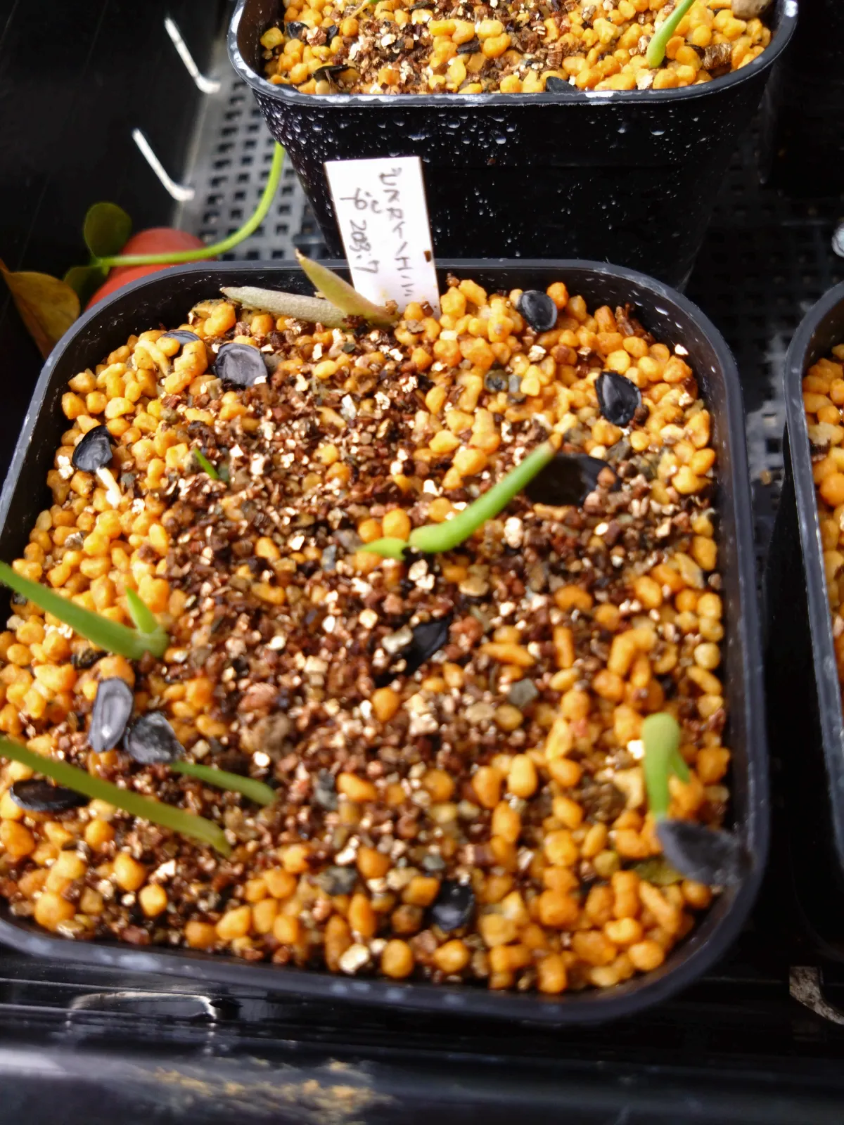 Agave vizcainoensis (アガベ ビスカイノエンシス)