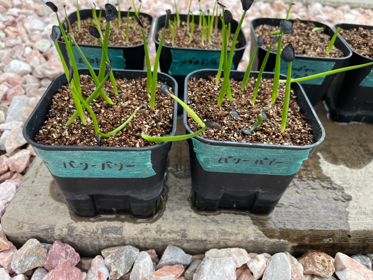 Agave parryi subsp. parryi (アガベ パリー)