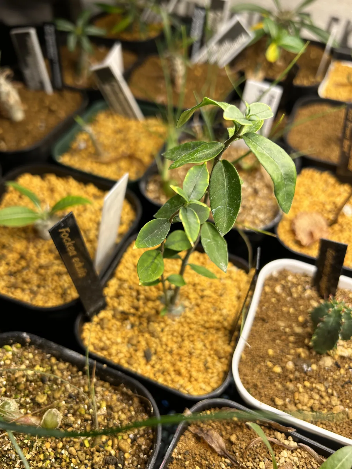 Fockea edulis (フォッケア 火星人)