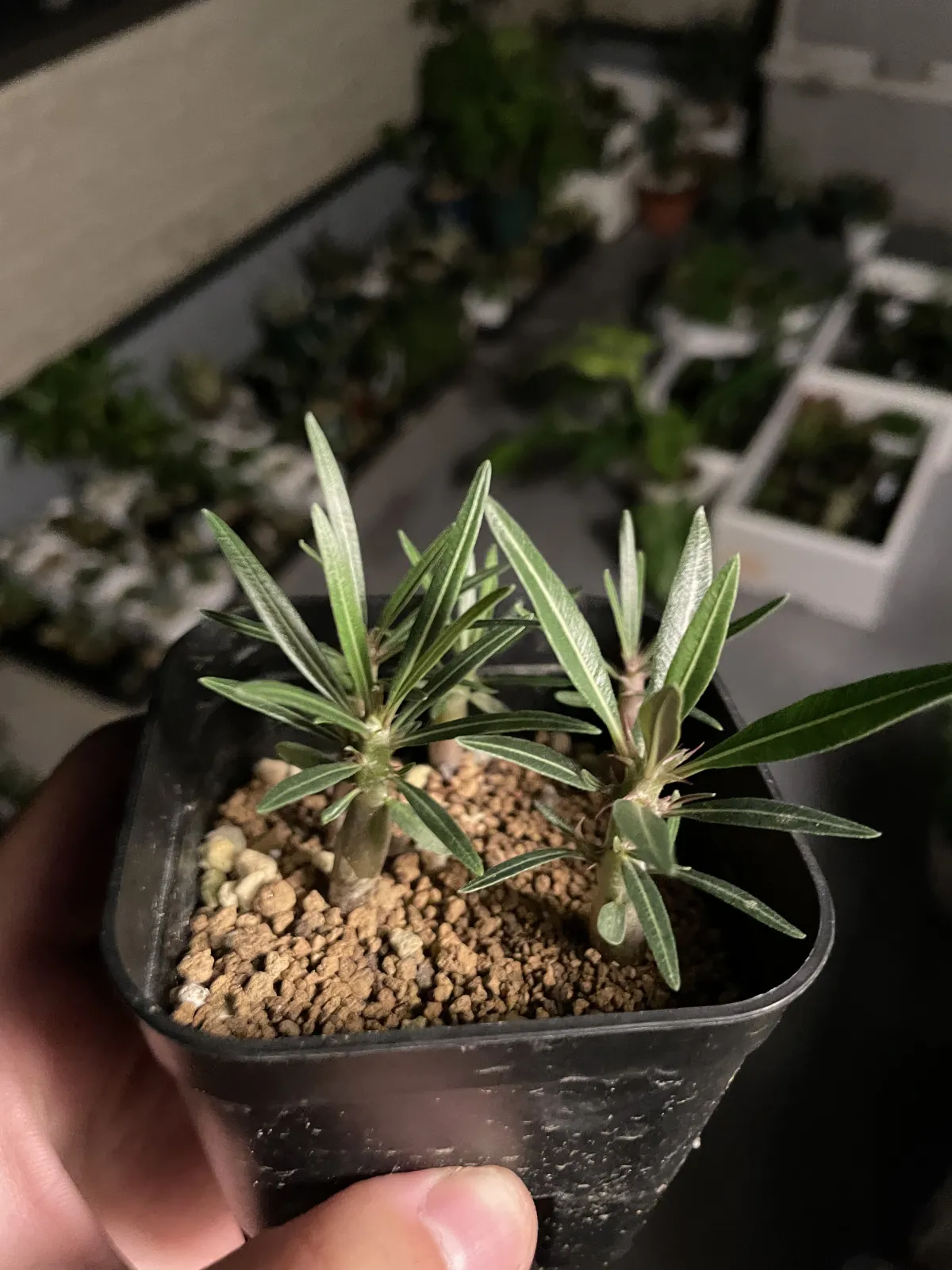 Pachypodium rosulatum var. gracilius (パキポディウム グラキリス)