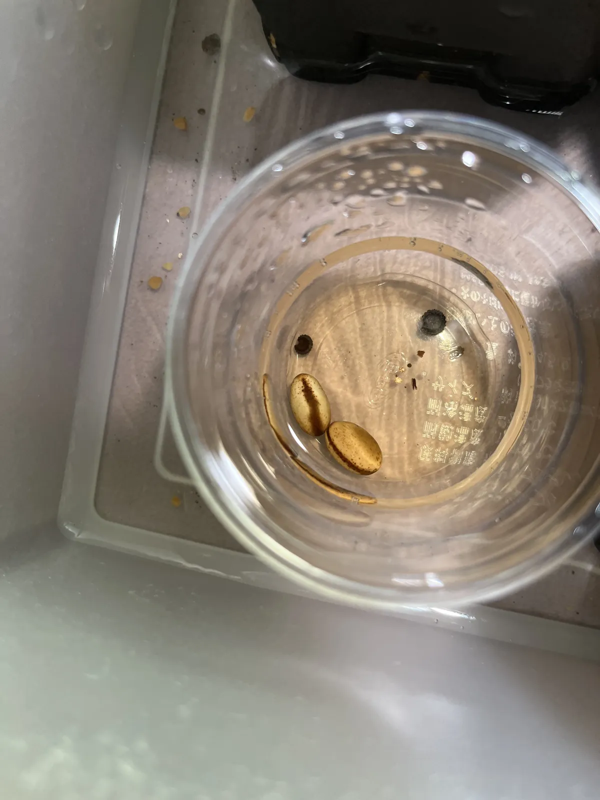 Delonix decaryi (デロニクス デカリー)