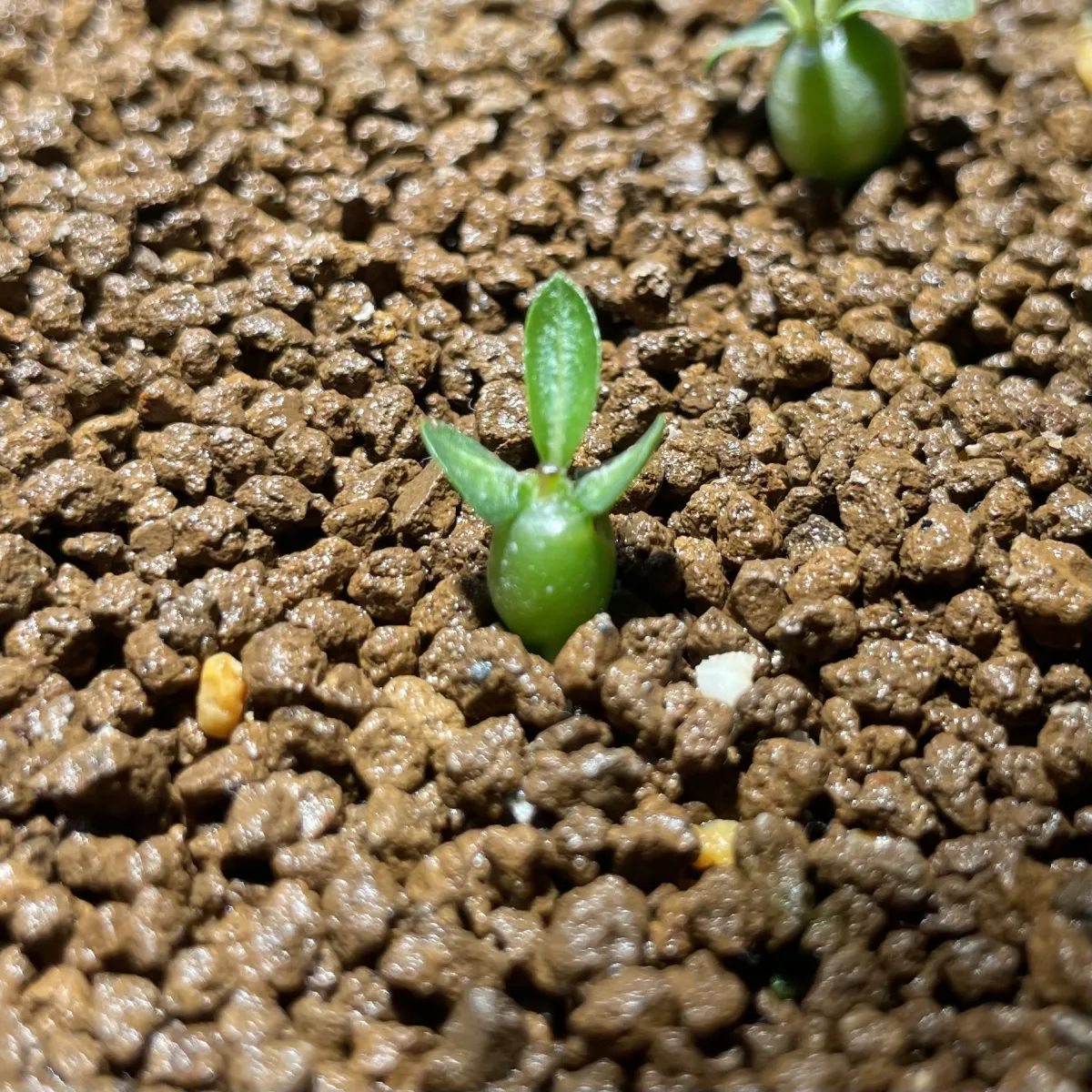 Pachypodium densiflorum var. brevicalyx (パキポディウム ブレビカリックス)