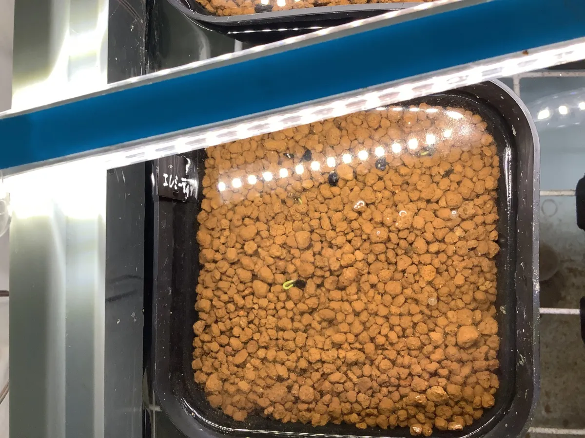 Agave ellemeetiana (アガベ エレミーティアナ)