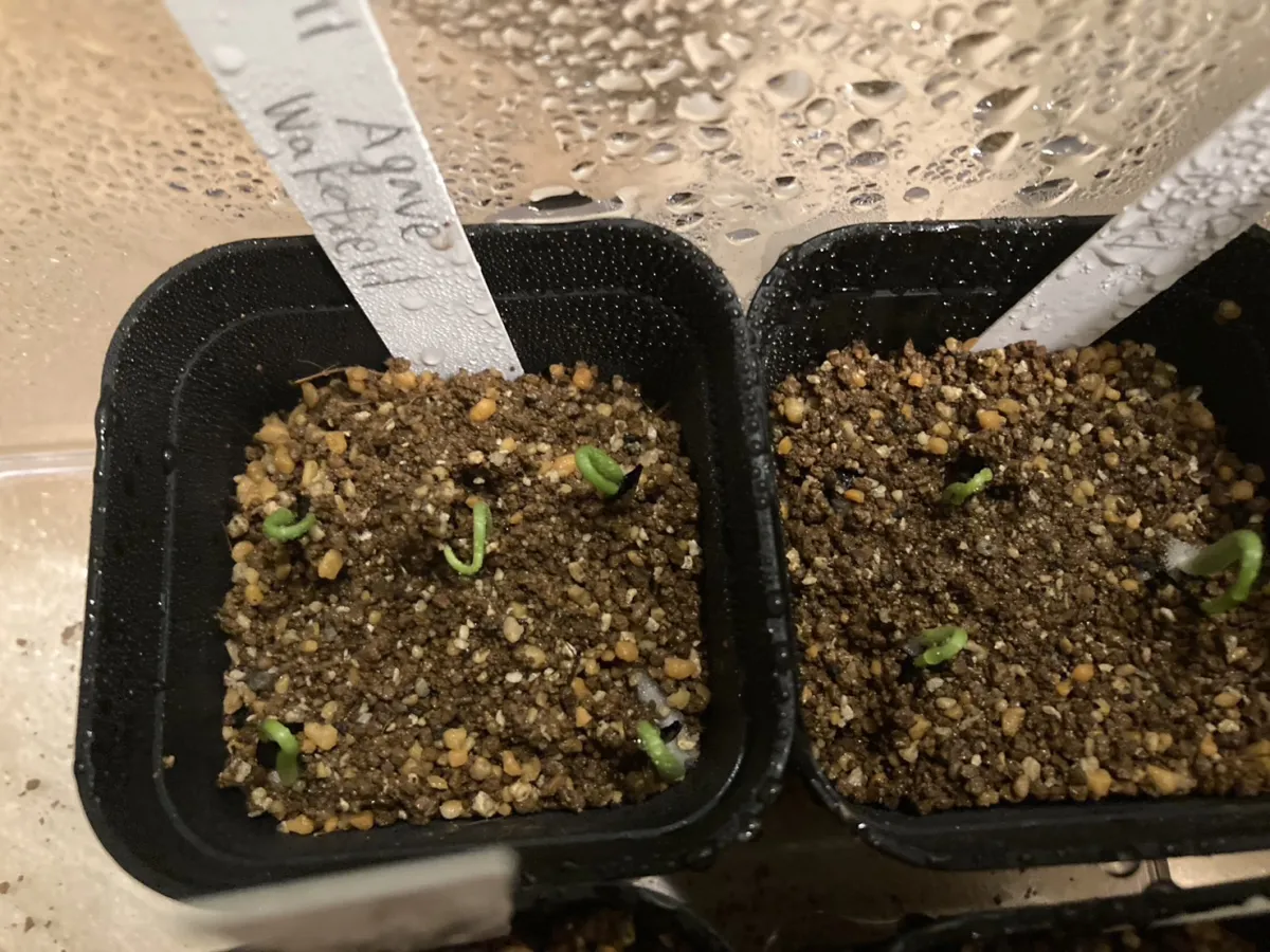 Agave parryi var. huachucensis 'Wakefield' (アガベ パリー ウェイクフィールド)