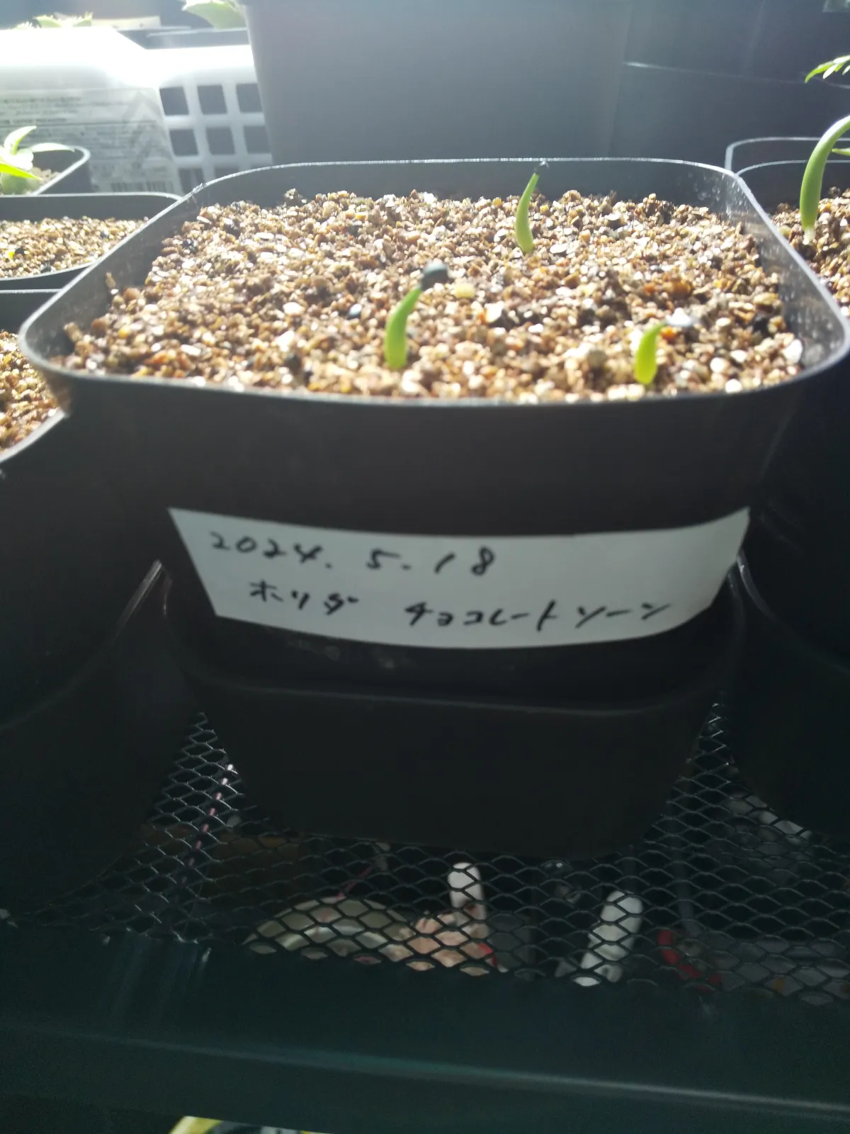 Agave horrida 'Chocolate Thorn' (アガベ ホリダ チョコレートソーン)