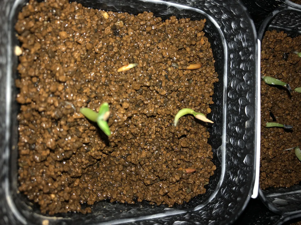 Pachypodium rosulatum var. gracilius (パキポディウム グラキリス)