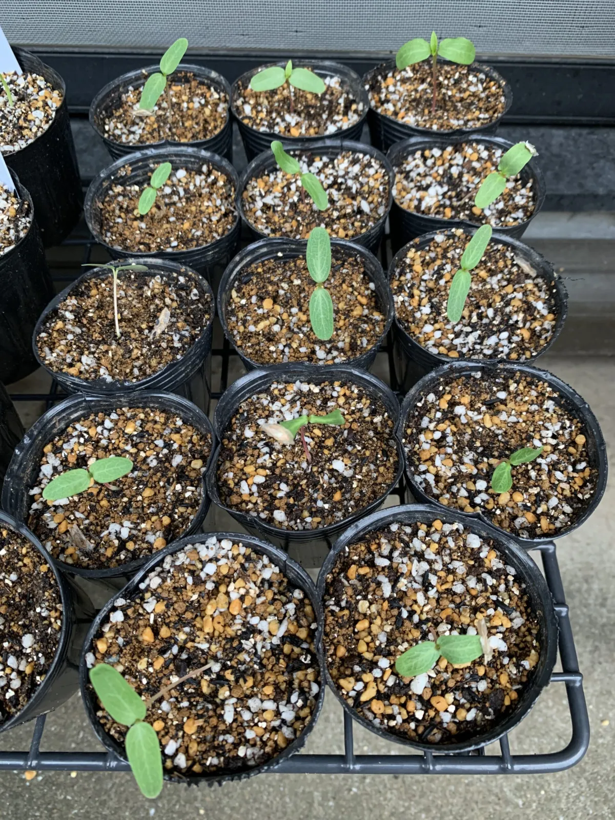 Fouquieria diguetii (フォークイエリア ディグエッティ)