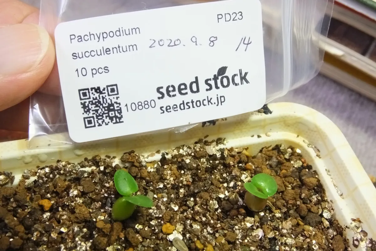 Pachypodium succulentum (パキポディウム サキュレンタム)