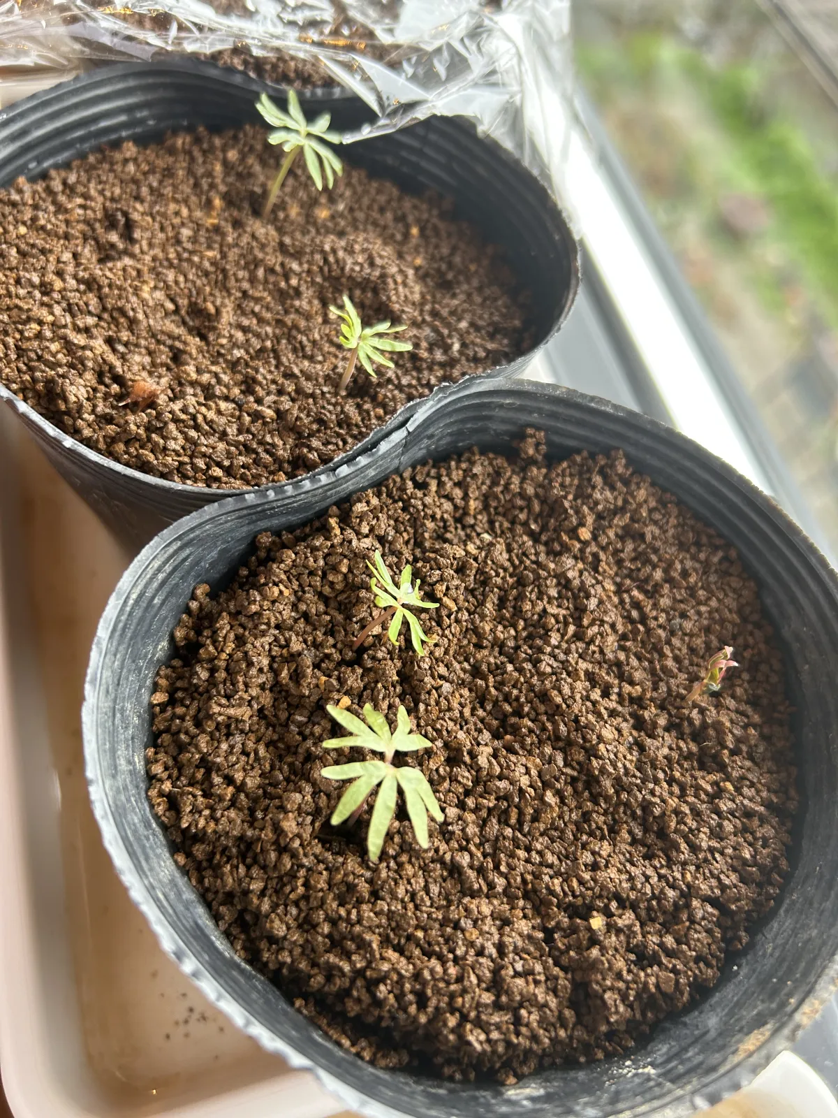 Boswellia neglecta (ボスウェリア ネグレクタ)