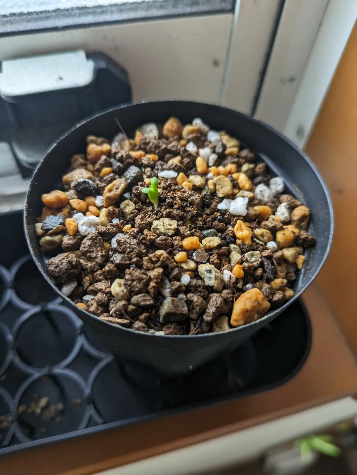 Euphorbia stellata (ユーフォルビア ステラータ 飛竜)