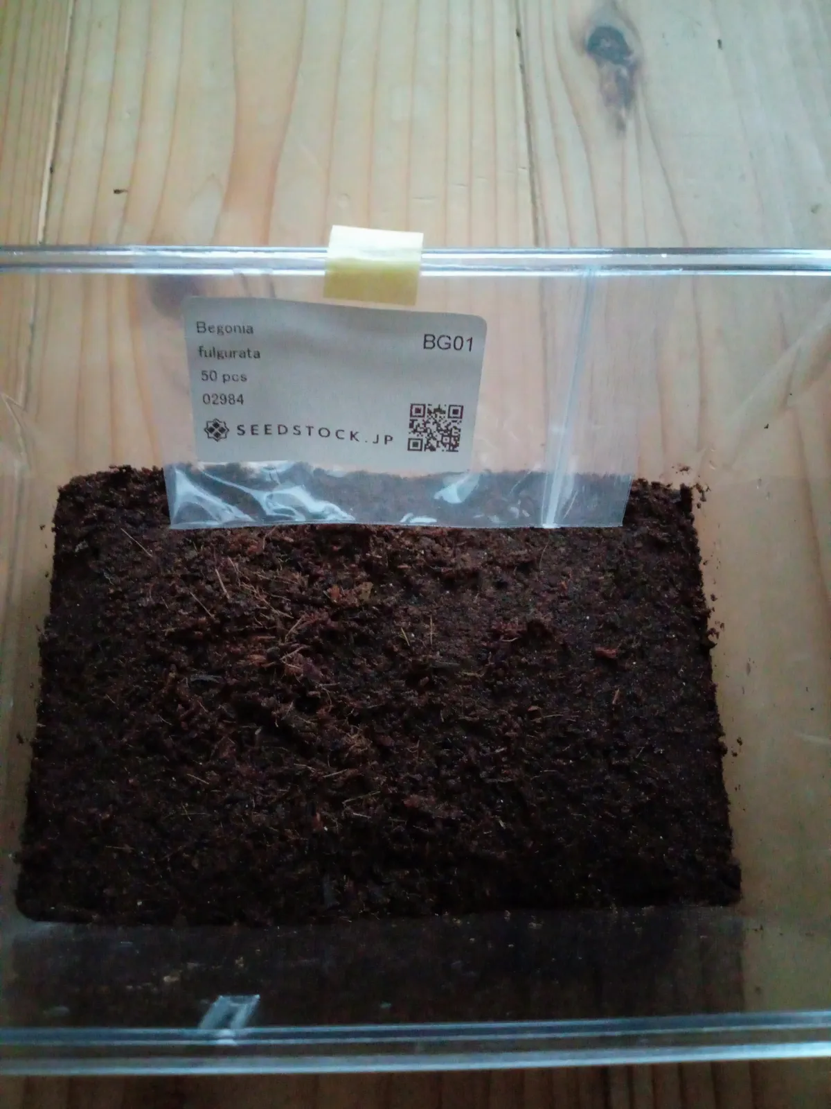 Begonia fulgurata (ベゴニア フルグラータ)