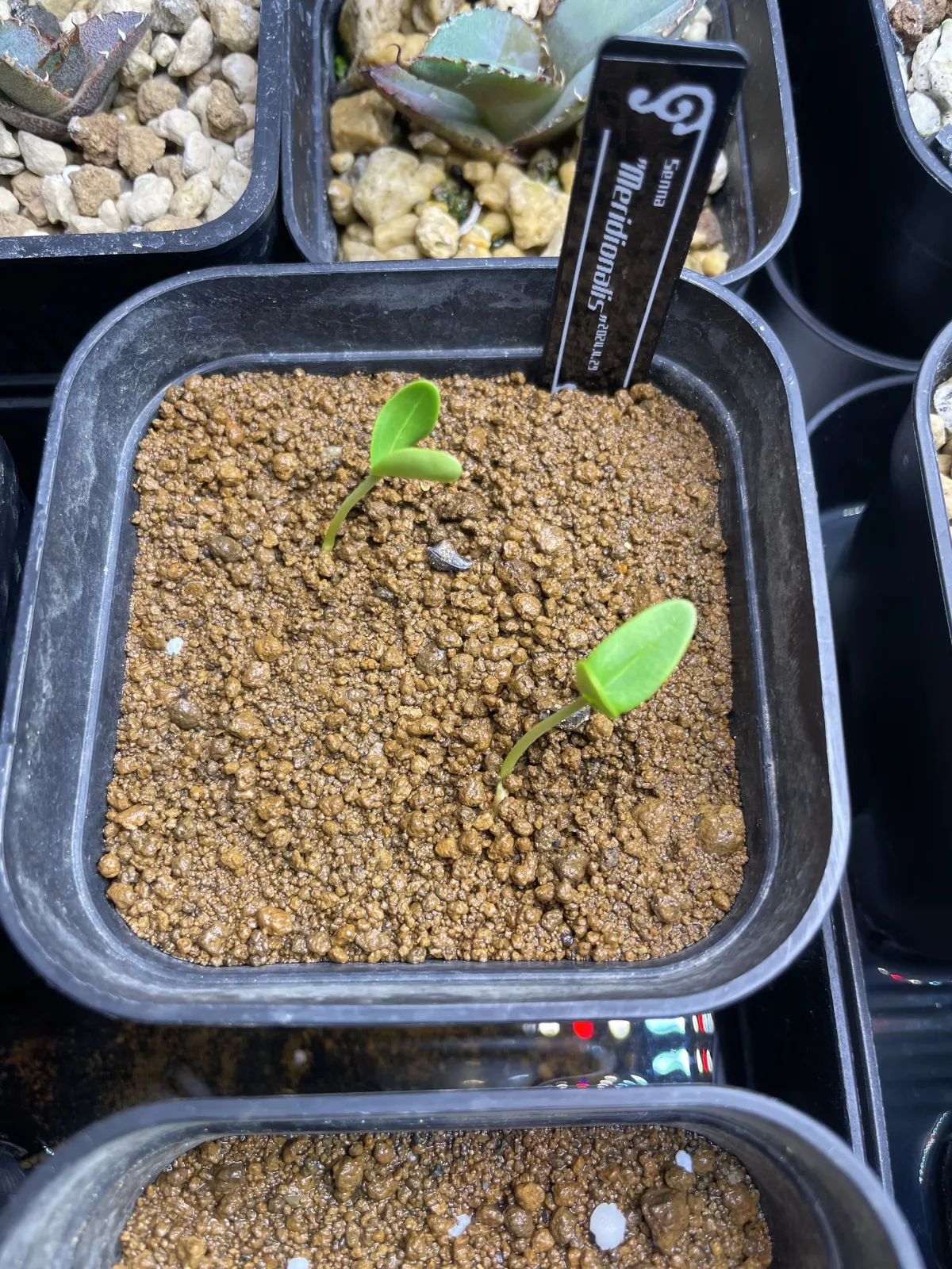 Senna meridionalis (センナ メリディオナリス)