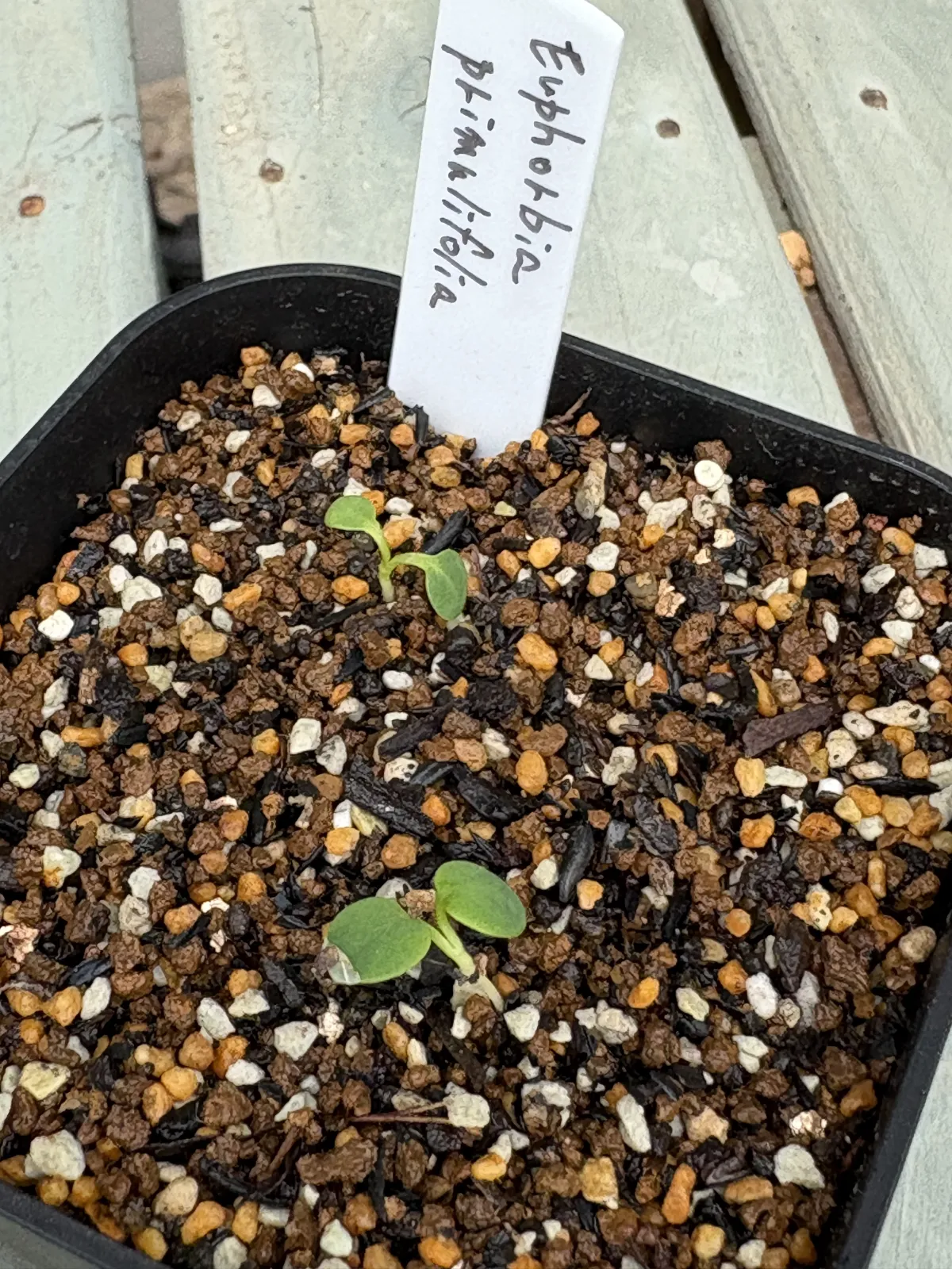 Euphorbia primulifolia var. primulifolia (ユーフォルビア プリムリフォリア)