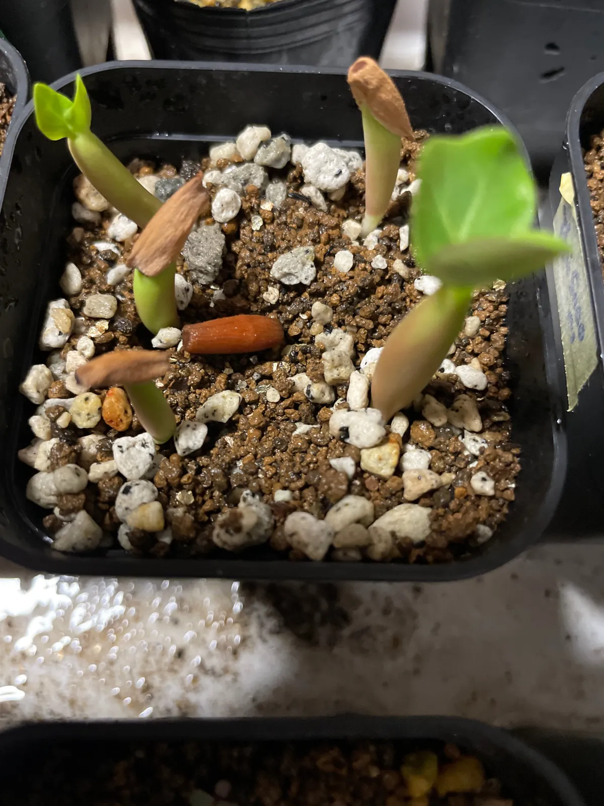 Adenium arabicum (アデニウム アラビカム)