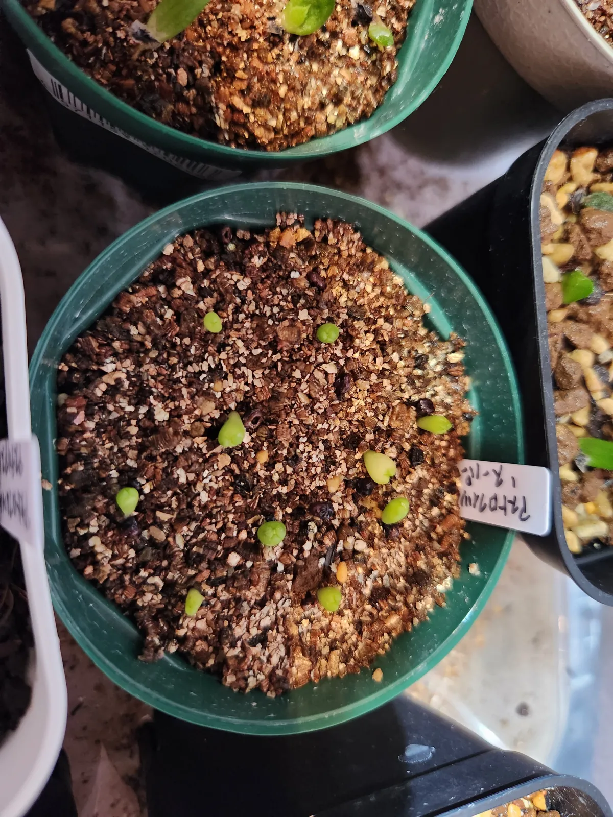 Astrophytum asterias cv. Super kabuto Super Kabuto (アストロフィツム スーパーカブト)