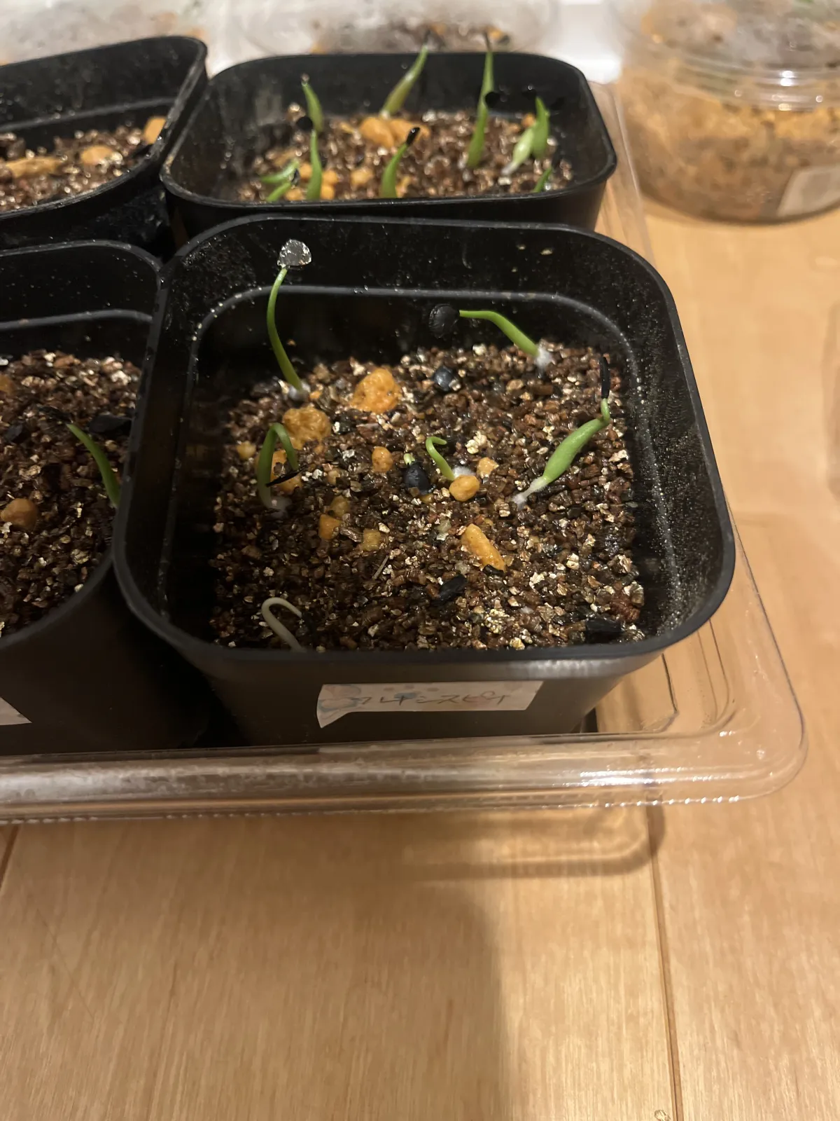 Agave flexispina (アガベ フレキシスピナ)