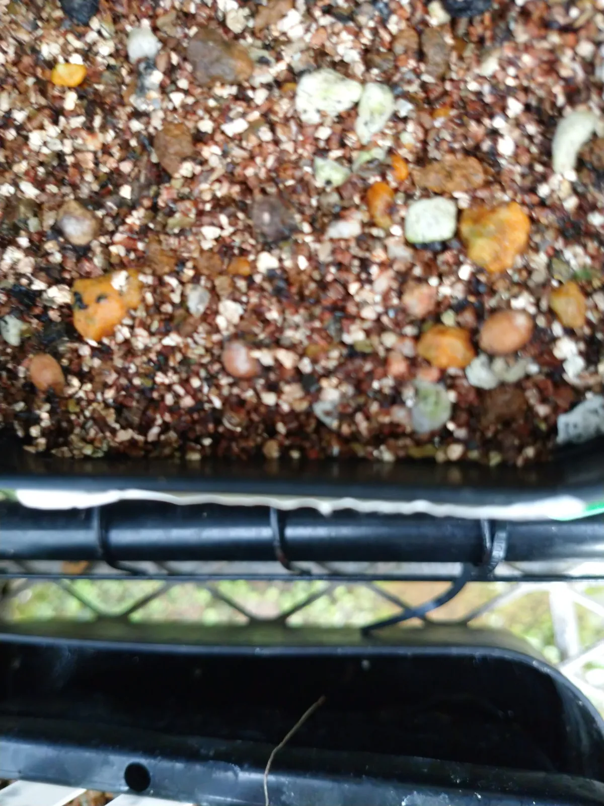 Adenia globosa (アデニア グロボーサ)