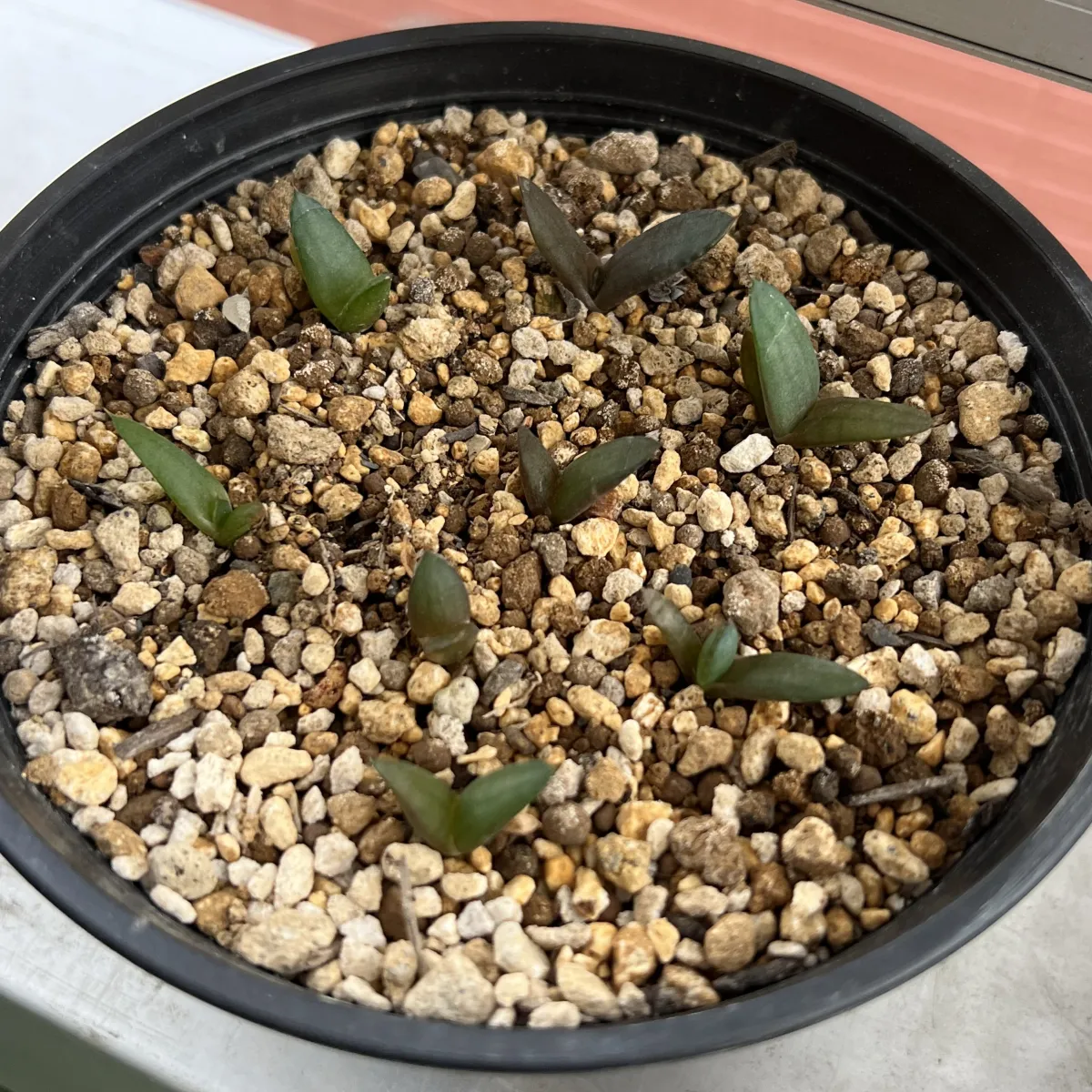 Aloe aculeata (アロエ アクレアータ)