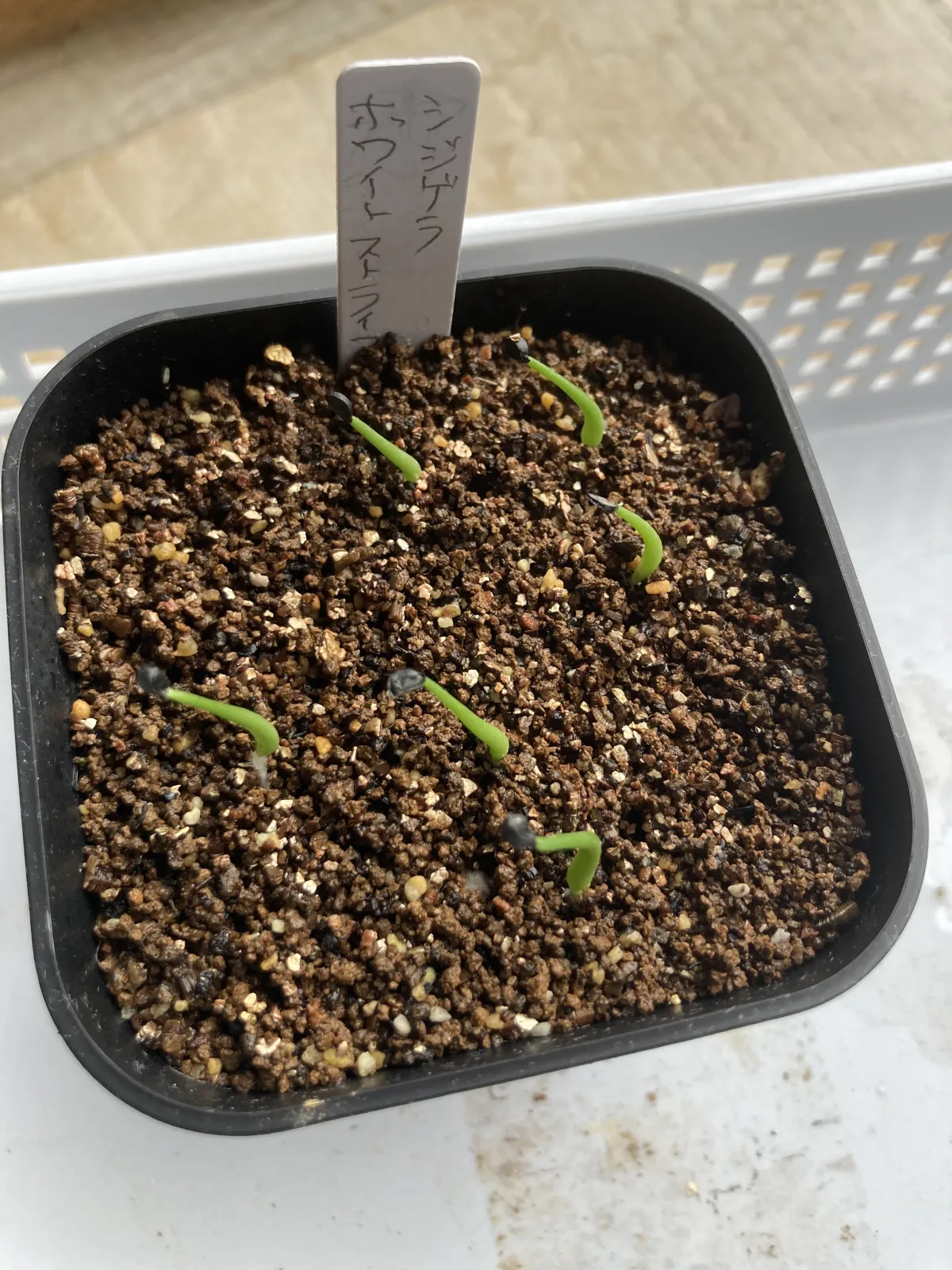 Agave schidigera White Stripe (アガベ シジゲラ ホワイトストライプ)