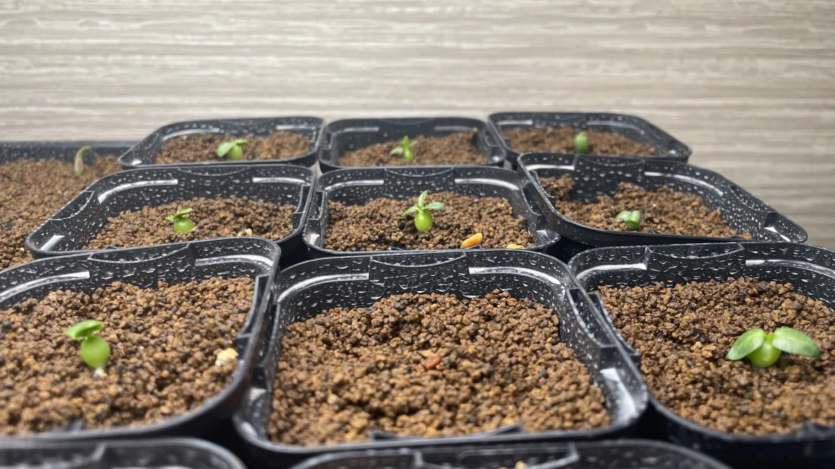 Pachypodium brevicaule subsp. leucoxanthum (パキポディウム レウコキサンツム)