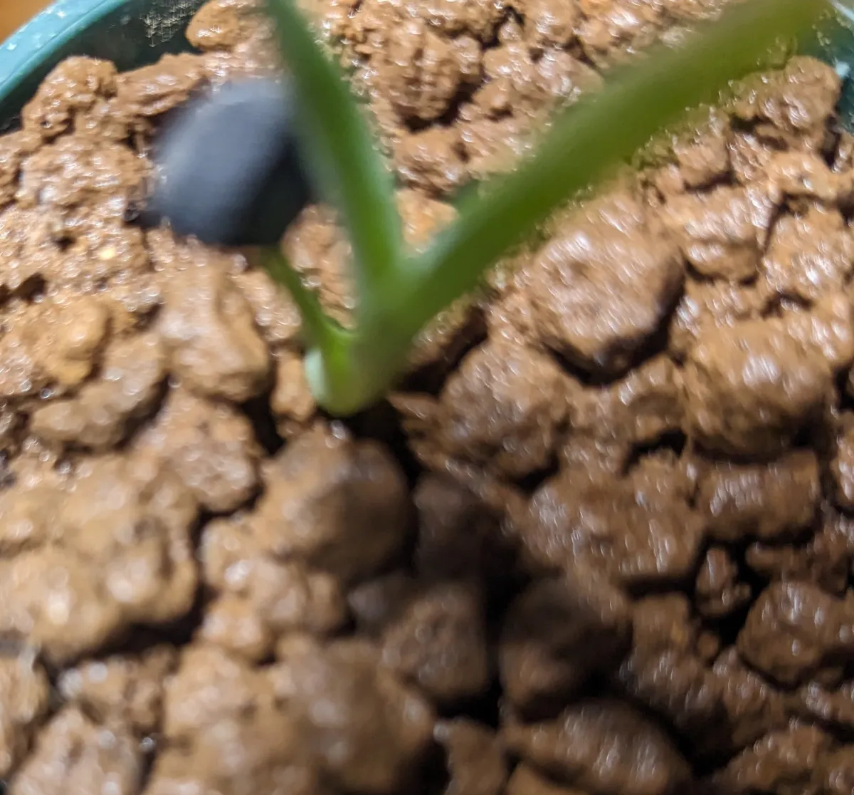 Hesperoyucca whipplei subsp. eremica (ヘスペロユッカ ウィップレイ エレミカ)