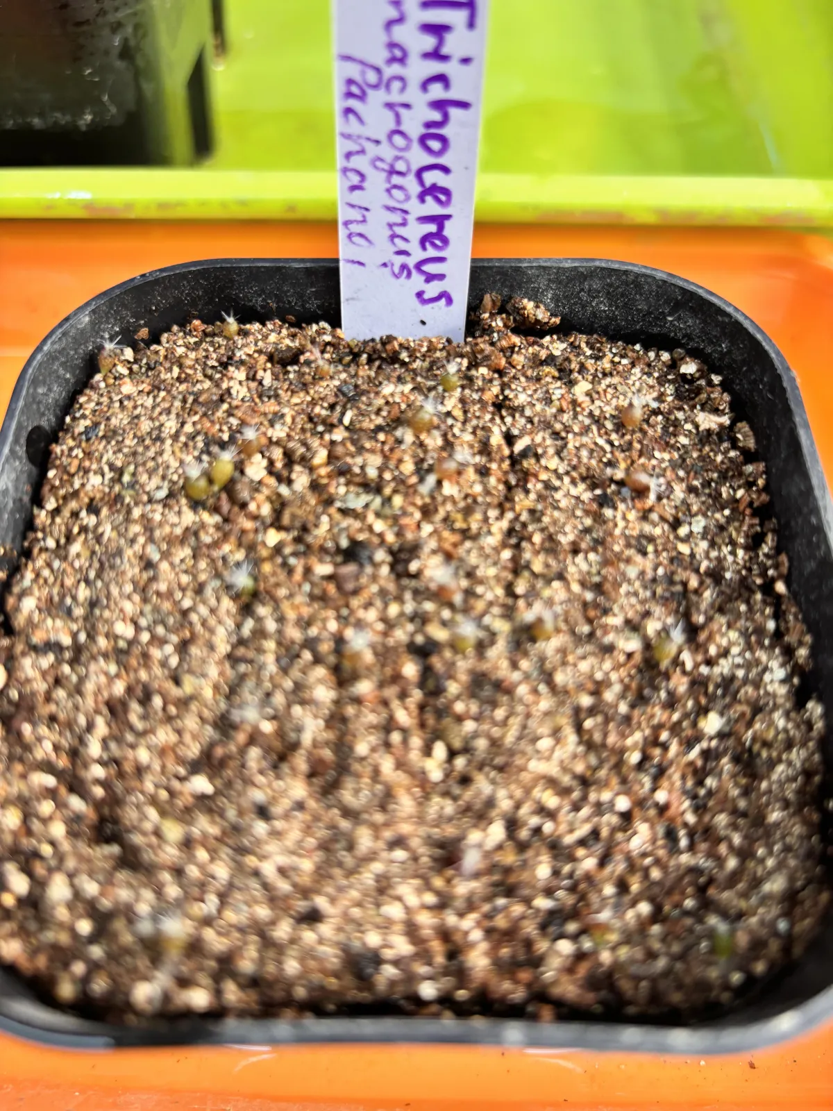 Trichocereus macrogonus var. pachanoi (トリコセレウス マクロゴナス パチャノイ)