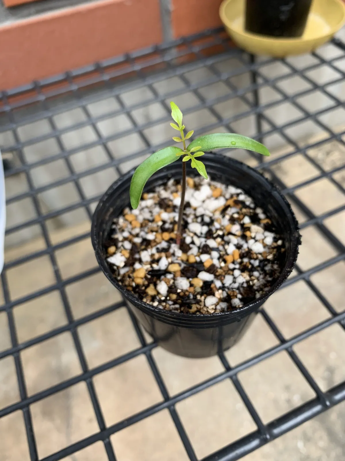 Operculicarya borealis (オペルクリカリア ボレアリス)