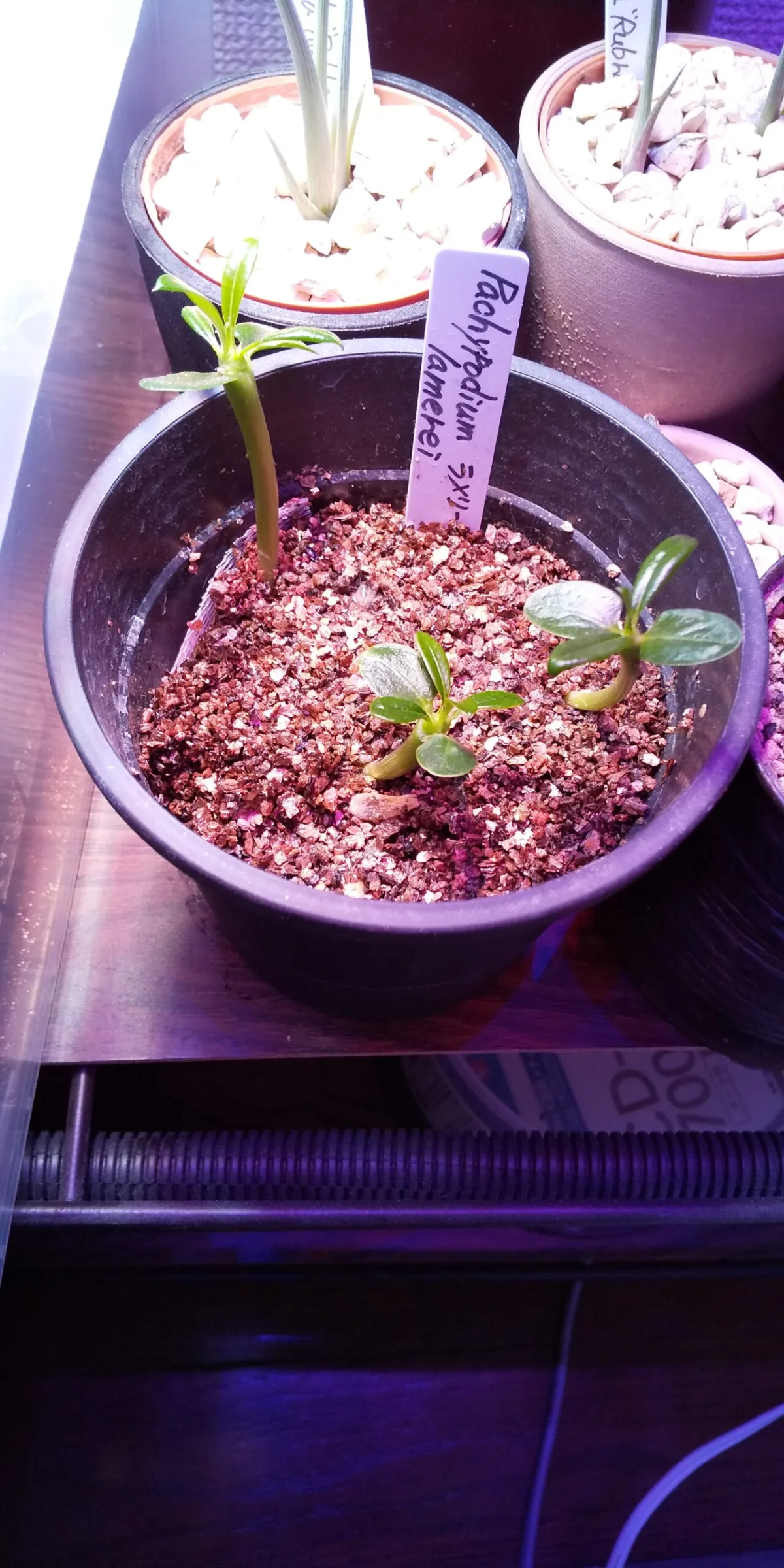 Pachypodium lamerei (パキポディウム ラメレイ 夢叶棒)