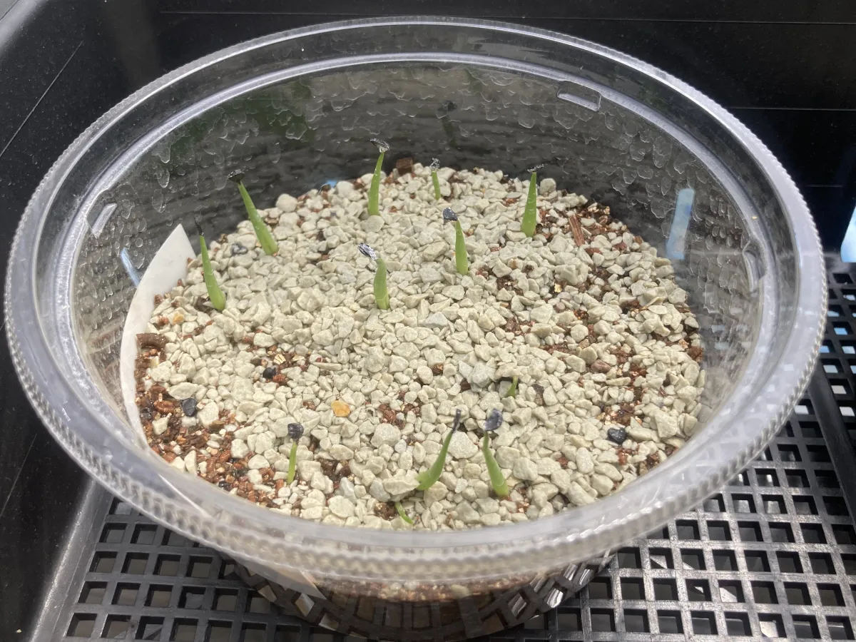 Agave utahensis var. eborispina (アガベ エボリスピナ)