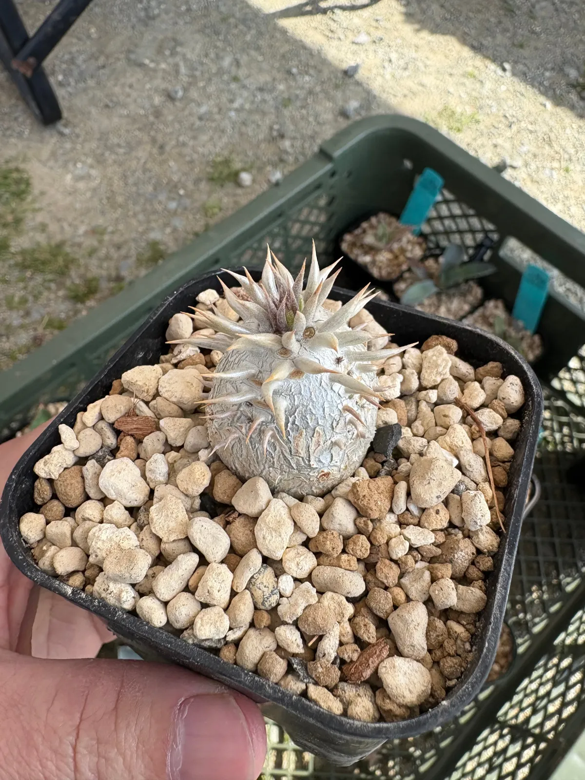 Pachypodium densiflorum var. brevicalyx (パキポディウム ブレビカリックス)