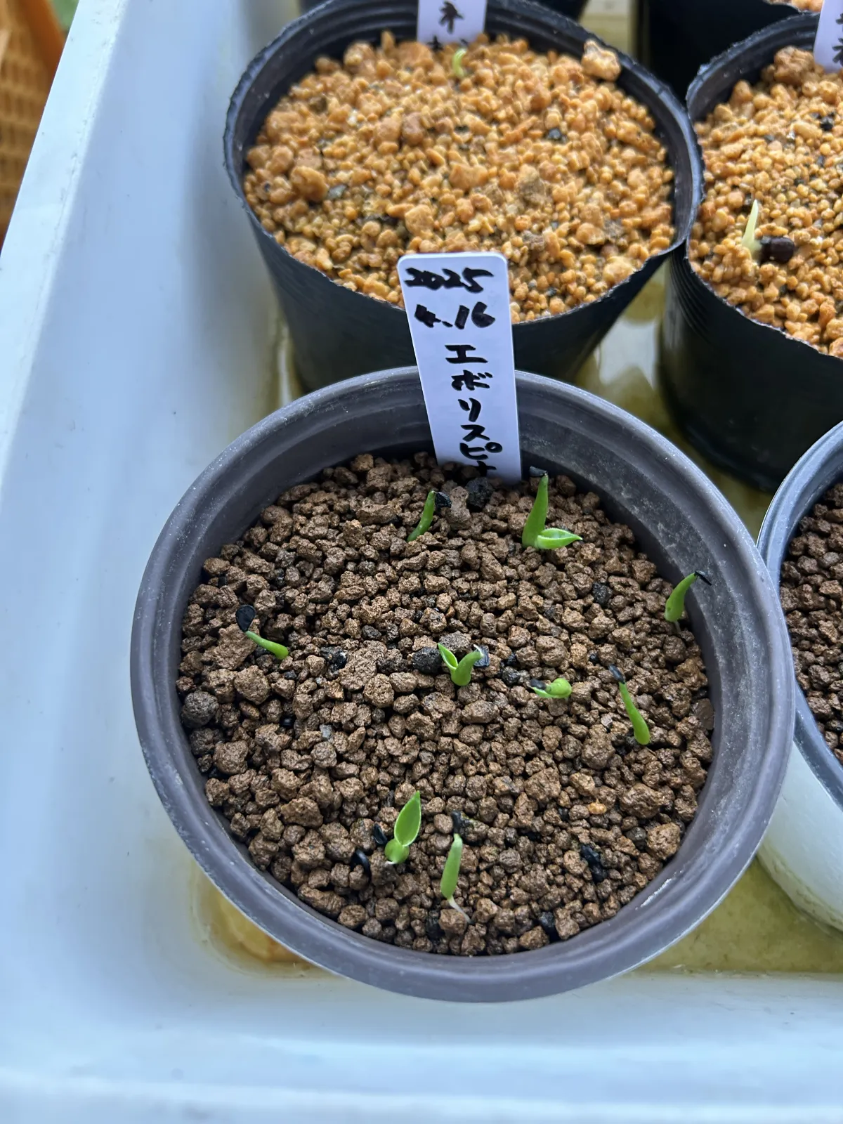 Agave utahensis var. eborispina (アガベ エボリスピナ)