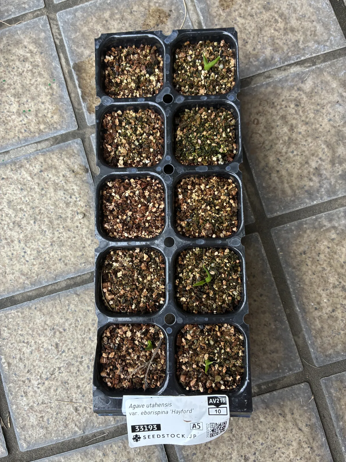 Agave utahensis var. eborispina 'Hayford' (アガベ エボリスピナ ヘイフォード)