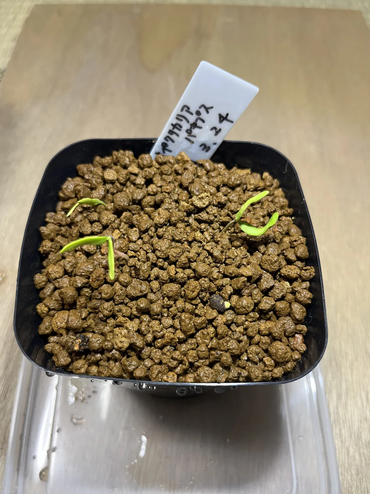 Operculicarya pachypus (オペルクリカリア パキプス)