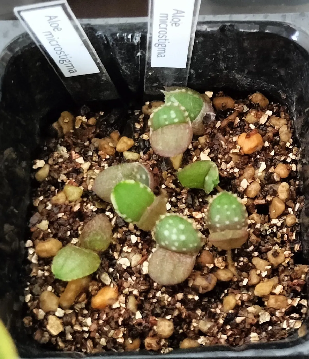 Aloe microstigma subsp. microstigma (アロエ ミクロスティグマ)