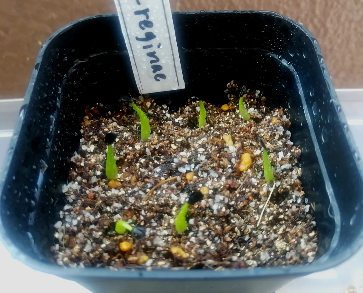 Agave victoriae-reginae (アガベ ビクトリアレジーナエ 笹の雪)