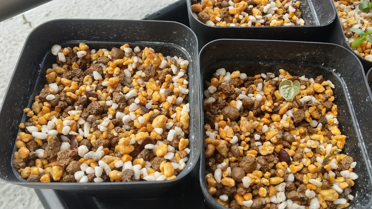 Dioscorea elephantipes (ディオスコレア エレファンティペス2023F)