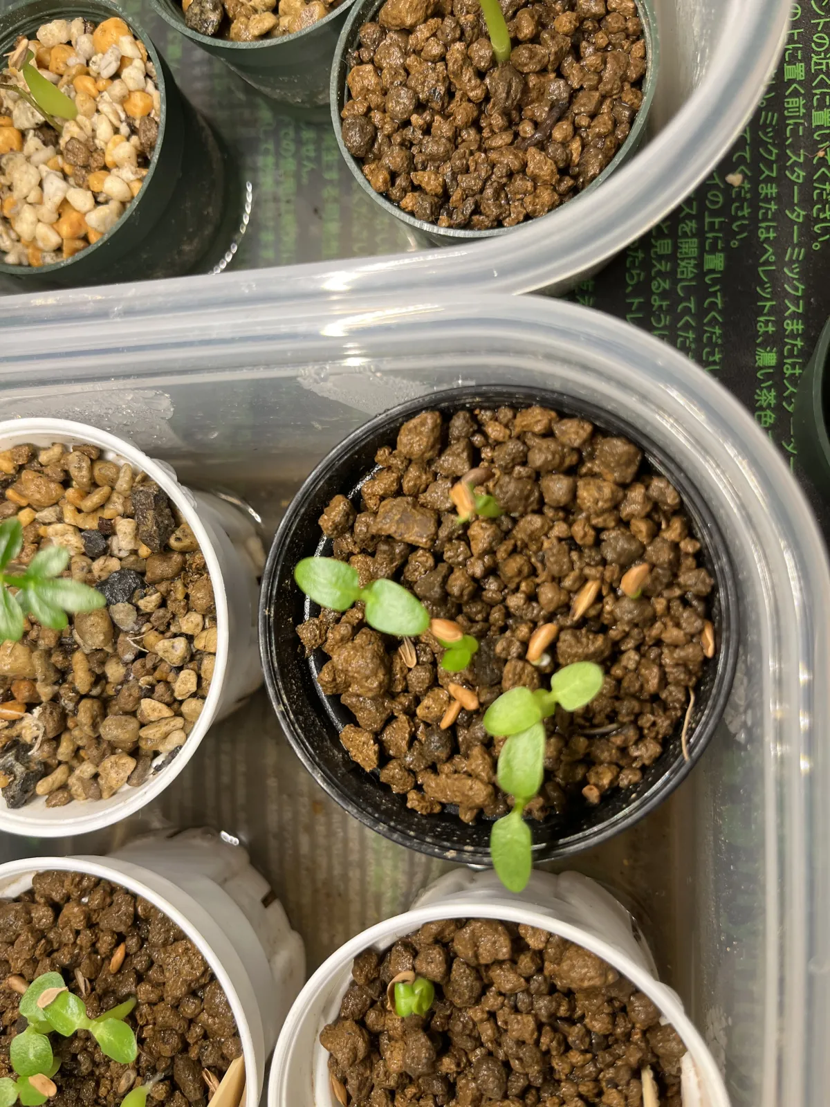 Pachypodium brevicaule subsp. leucoxanthum (パキポディウム レウコキサンツム)