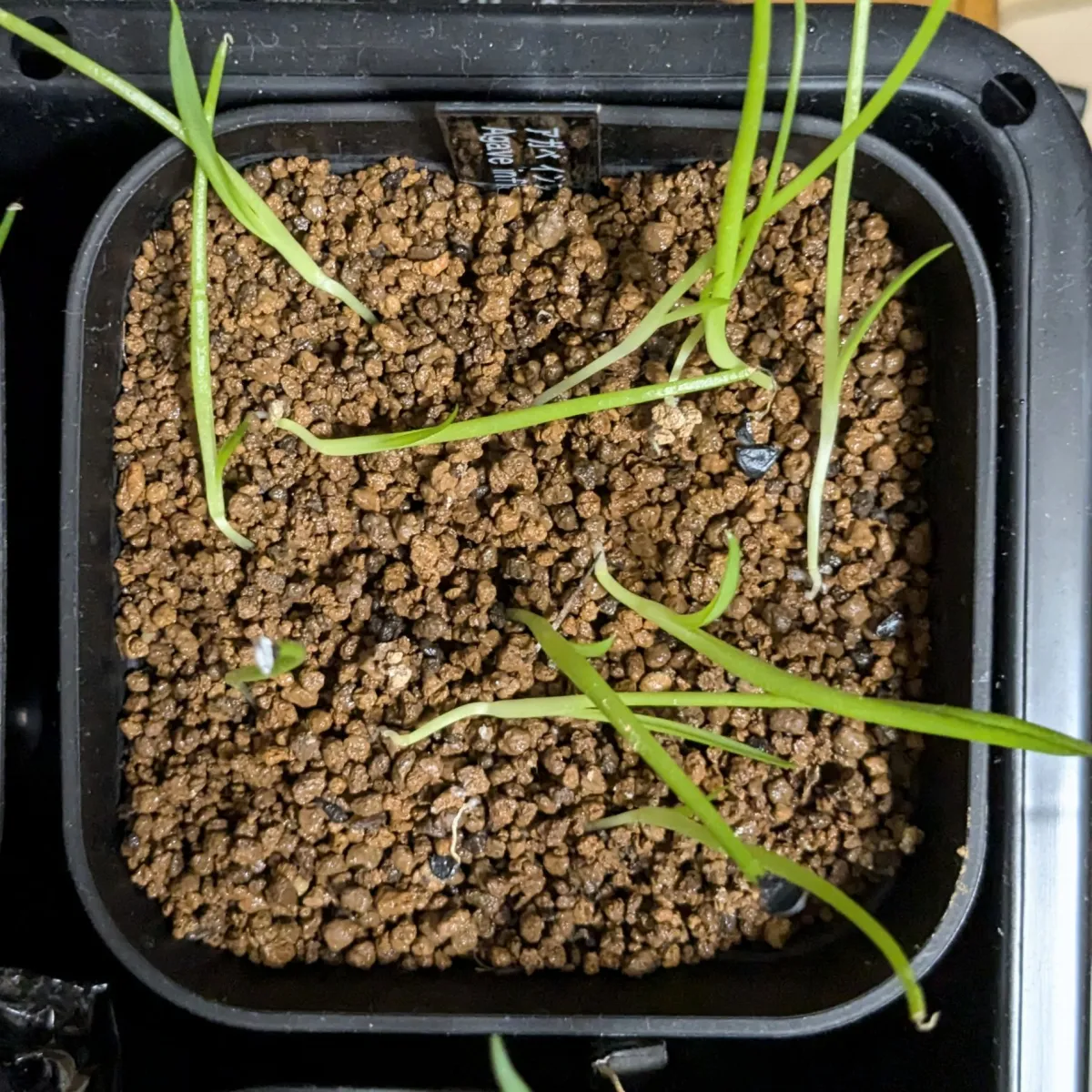 Agave infiernilloensis (アガベ インフィエルニロエンシス)