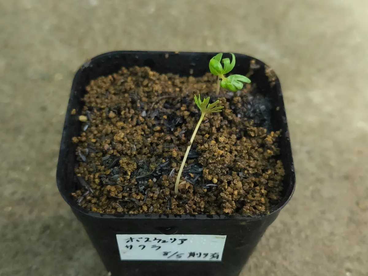 種子] ボスウェリア サクラ Boswellia sacra | 灌木 塊根植物