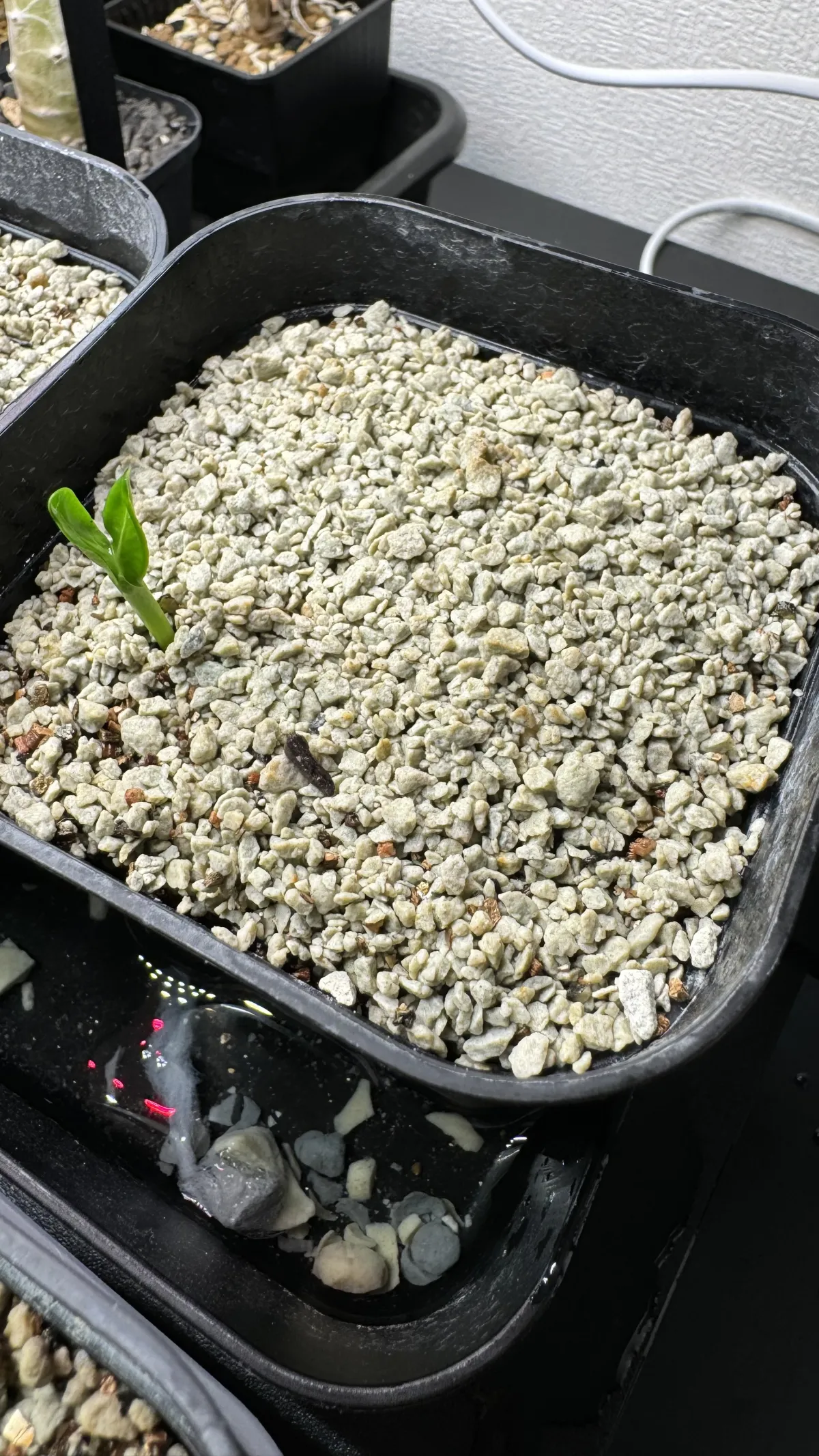 Pachypodium menabeum (パキポディウム メナベウム)