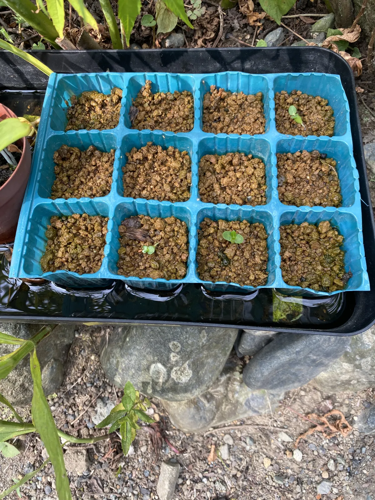 Pachypodium brevicaule subsp. leucoxanthum (パキポディウム レウコキサンツム)