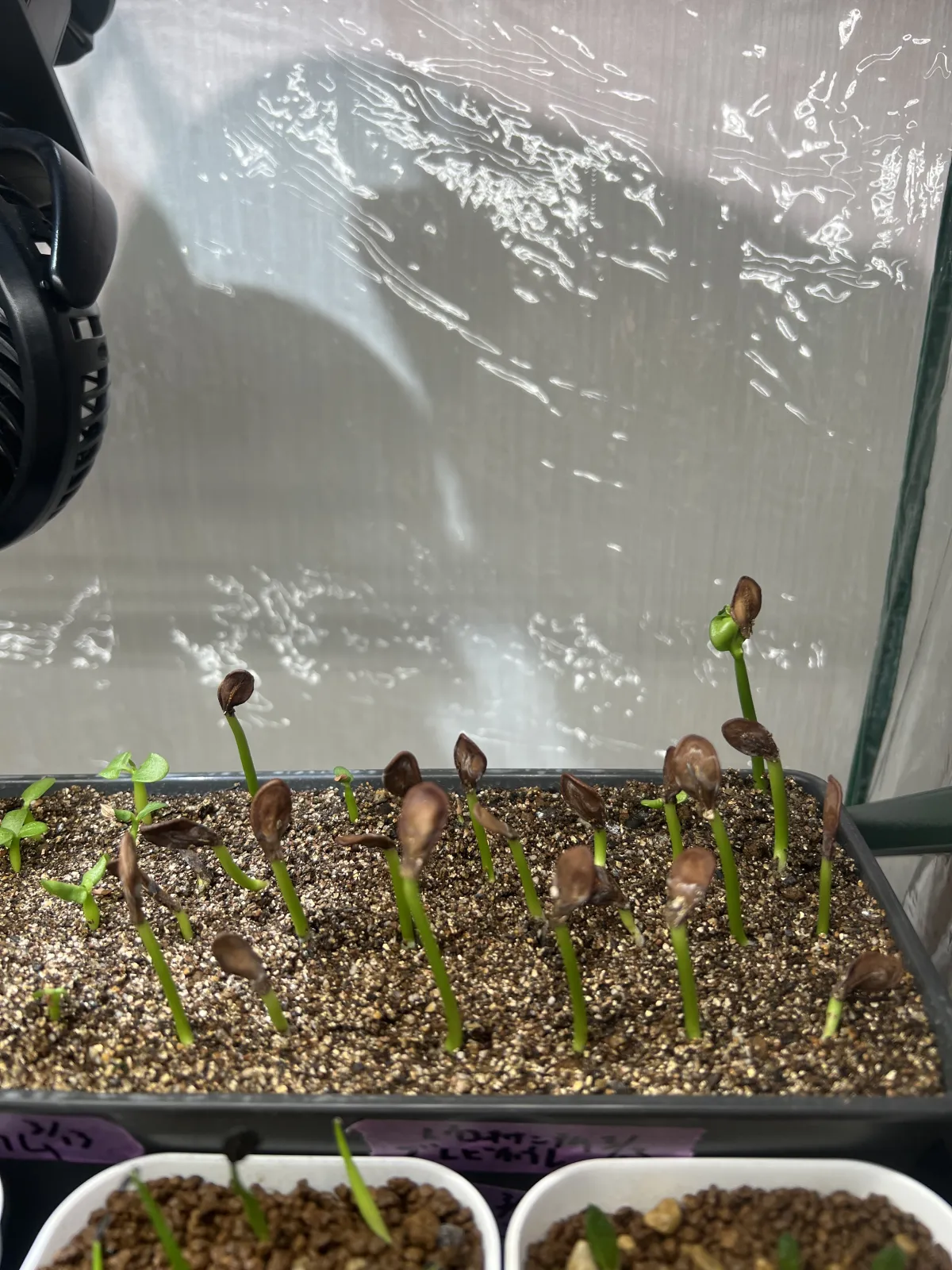 Pachypodium sofiense (パキポディウム ソフィエンセ)